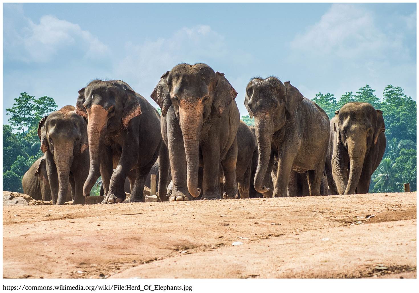 A herd of elephants walking on a dirt road

Description automatically generated with medium confidence